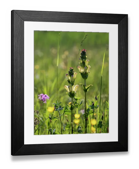 Framed Print : Moor-king (Pedicularis sceptum-carolinum) in flower in grassland, Upper Bavaria, Germany. June Framed Print : Moor-king (Pedicularis sceptum-carolinum) in flower in grassland, Upper Bavaria, Germany. June