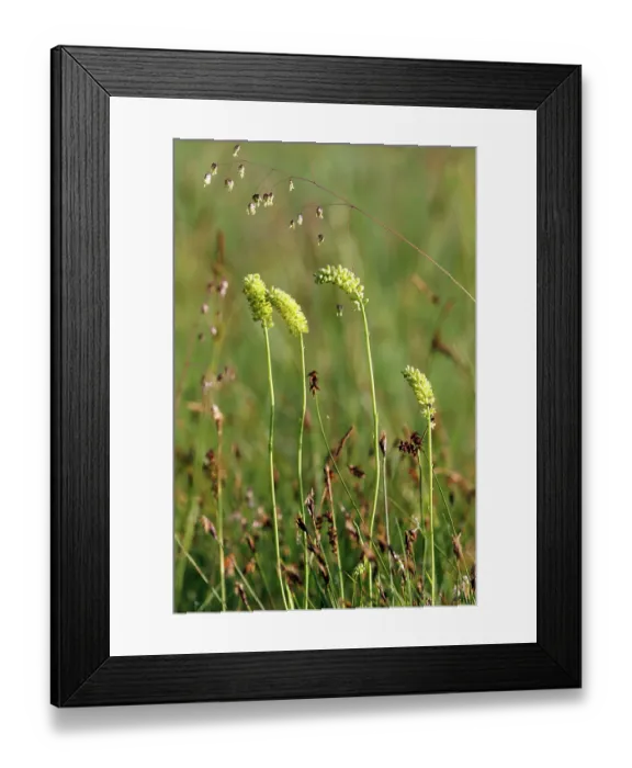 Framed Print : False asphodel (Tofieldia calyculata) in flower in grassland, Upper Bavaria, Germany. June Framed Print : False asphodel (Tofieldia calyculata) in flower in grassland, Upper Bavaria, Germany. June