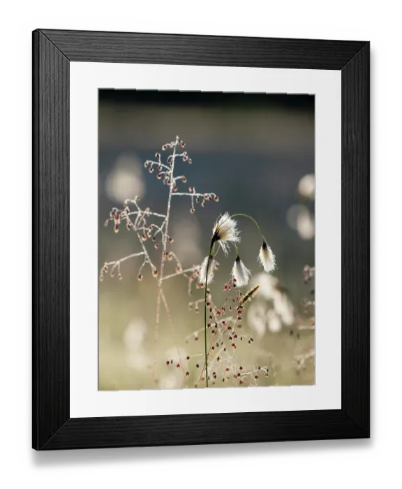 Framed Print : Cotton grass (Eriophorum angustifolium) and Quaking grass (Briza media) in sunlight, Upper Bavaria, Germany. June Framed Print : Cotton grass (Eriophorum angustifolium) and Quaking grass (Briza media) in sunlight, Upper Bavaria, Germany. June