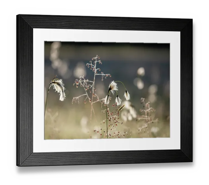 Framed Print : Cotton grass (Eriophorum angustifolium) and Quaking grass (Briza media) in sunlight, Upper Bavaria, Germany. June Framed Print : Cotton grass (Eriophorum angustifolium) and Quaking grass (Briza media) in sunlight, Upper Bavaria, Germany. June