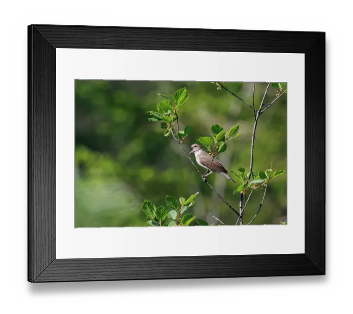 Framed Print : Garden warbler (Sylvia borin) perched on branch singing, Upper Bavaria, Germany. June Framed Print : Garden warbler (Sylvia borin) perched on branch singing, Upper Bavaria, Germany. June