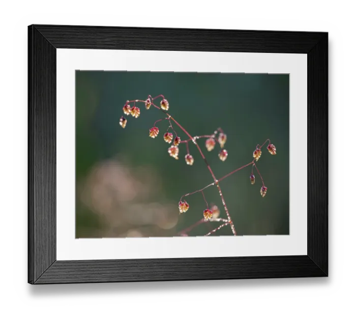 Framed Print : Quaking grass (Briza media) in morning sunlight, Upper Bavaria, Germany. June. Focus stacked Framed Print : Quaking grass (Briza media) in morning sunlight, Upper Bavaria, Germany. June. Focus stacked