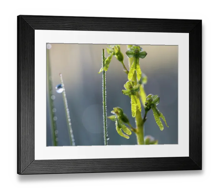 Framed Print : Greater twayblade (Listera ovata) covered in dew, Upper Bavaria, Germany. June Framed Print : Greater twayblade (Listera ovata) covered in dew, Upper Bavaria, Germany. June