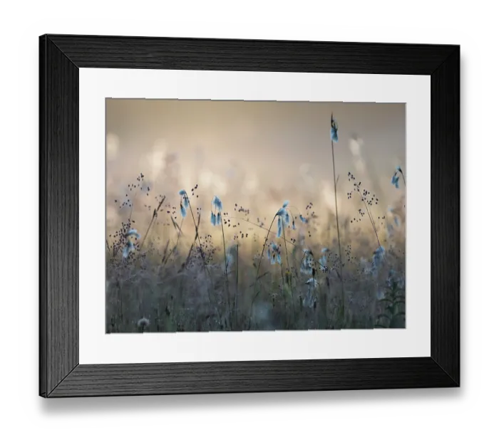 Framed Print : Cotton grass (Eriophorum angustifolium) and Quaking grass (Briza media) in sunlight, Upper Bavaria, Germany. June Framed Print : Cotton grass (Eriophorum angustifolium) and Quaking grass (Briza media) in sunlight, Upper Bavaria, Germany. June