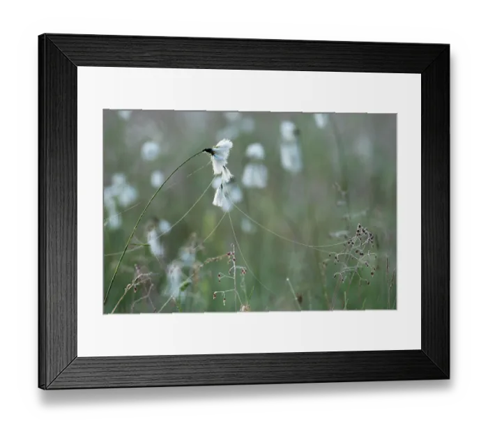 Framed Print : Cotton grass (Eriophorum angustifolium) and Quaking grass (Briza media) in sunlight, Upper Bavaria, Germany. June Framed Print : Cotton grass (Eriophorum angustifolium) and Quaking grass (Briza media) in sunlight, Upper Bavaria, Germany. June
