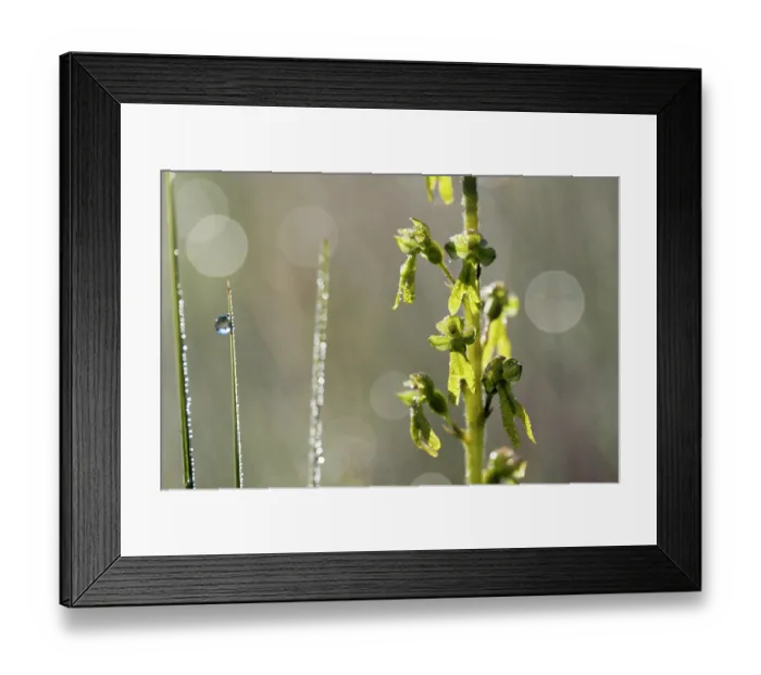 Framed Print : Greater twayblade (Listera ovata) covered in dew, Upper Bavaria, Germany. June Framed Print : Greater twayblade (Listera ovata) covered in dew, Upper Bavaria, Germany. June