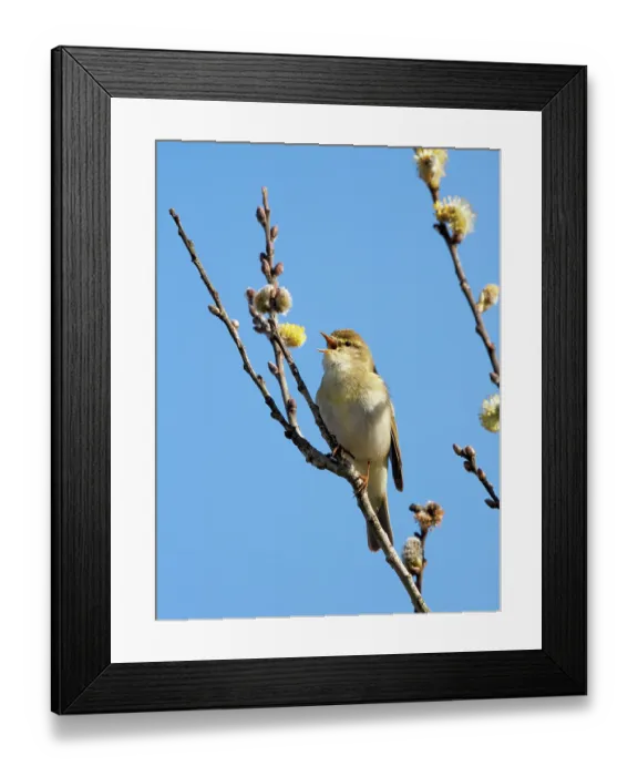 Framed Print : RF - Willow warbler (Phylloscopus trochilus) perched in Willow tree singing, Upper Bavaria, Germany. April. (This image may be licensed either as rights managed or royalty free.) Framed Print : RF - Willow warbler (Phylloscopus trochilus) perched in Willow tree singing, Upper Bavaria, Germany. April. (This image may be licensed either as rights managed or royalty free.)