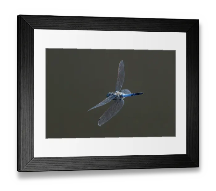 Framed Print : Black-tailed skimmer (Orthetrum cancellatum) male in flight, Upper Bavaria, Germany. July Framed Print : Black-tailed skimmer (Orthetrum cancellatum) male in flight, Upper Bavaria, Germany. July
