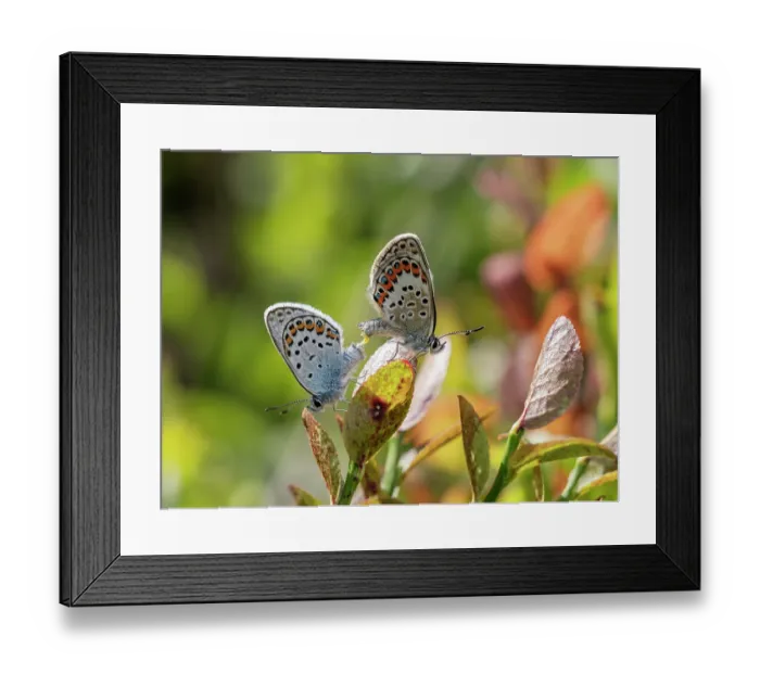 Framed Print : Silver studded blue butterflies (Plebejus argus) pair, male left, mating, Upper Bavaria, Germany. July