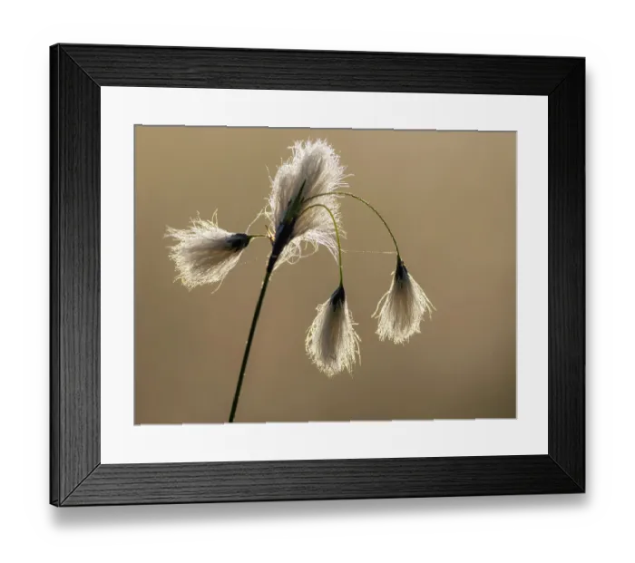 Framed Print : Cotton grass (Eriophorum angustifolium) seed heads, Upper Bavaria, Germany. June Framed Print : Cotton grass (Eriophorum angustifolium) seed heads, Upper Bavaria, Germany. June