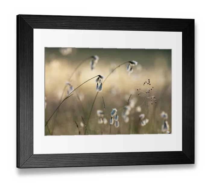 Framed Print : Cotton grass (Eriophorum angustifolium) and Quaking grass (Briza media) in sunlight, Upper Bavaria, Germany. June Framed Print : Cotton grass (Eriophorum angustifolium) and Quaking grass (Briza media) in sunlight, Upper Bavaria, Germany. June