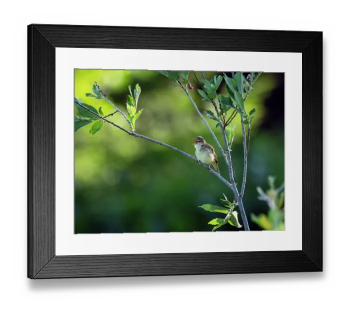 Framed Print : Marsh warbler (Acrocephalus palustris) perched on branch singing, Upper Bavaria, Germany. June