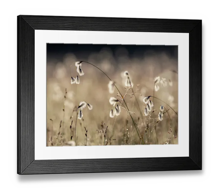Framed Print : Cotton grass (Eriophorum angustifolium) and Quaking grass (Briza media) in sunlight, Upper Bavaria, Germany. June Framed Print : Cotton grass (Eriophorum angustifolium) and Quaking grass (Briza media) in sunlight, Upper Bavaria, Germany. June