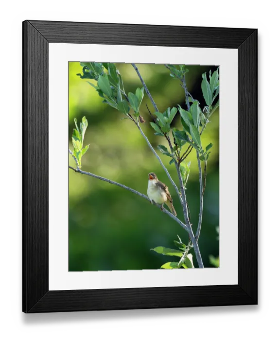 Framed Print : Marsh warbler (Acrocephalus palustris) perched on branch singing, Upper Bavaria, Germany. June Framed Print : Marsh warbler (Acrocephalus palustris) perched on branch singing, Upper Bavaria, Germany. June