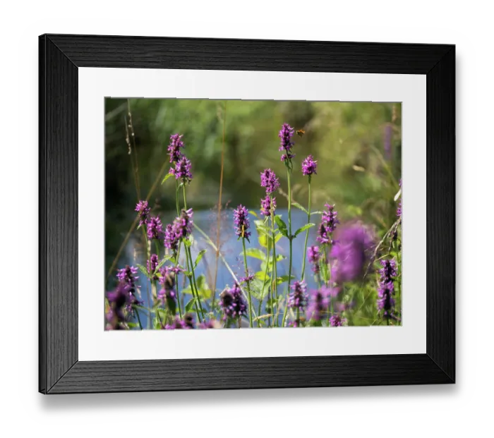 Framed Print : Betony (Betonica officinalis) in flower, Upper Bavaria, Germany. July