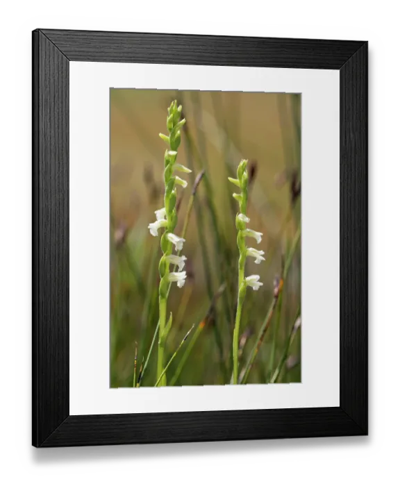 Framed Print : Summer lady's tresses (Spiranthes aestivalis) in flower on moorland, Upper Bavaria, Germany. July Framed Print : Summer lady's tresses (Spiranthes aestivalis) in flower on moorland, Upper Bavaria, Germany. July
