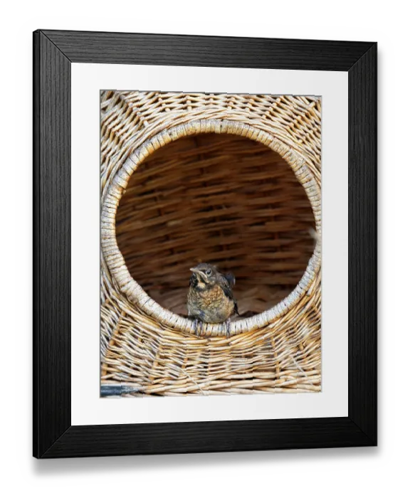 Framed Print : Blackbird (Turdus merula) chick perched in cat basket, Bavaria, Germany. July