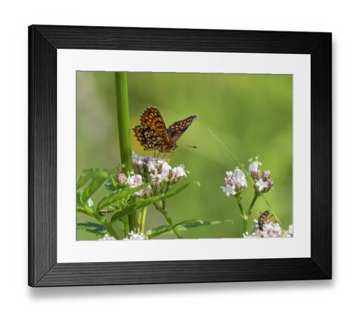 Framed Print : False heath fritillary butterfly (Melitaea diamina) male, nectaring on Valerian flower (Valeriana officinalis), Upper Bavaria, Germany. July Framed Print : False heath fritillary butterfly (Melitaea diamina) male, nectaring on Valerian flower (Valeriana officinalis), Upper Bavaria, Germany. July