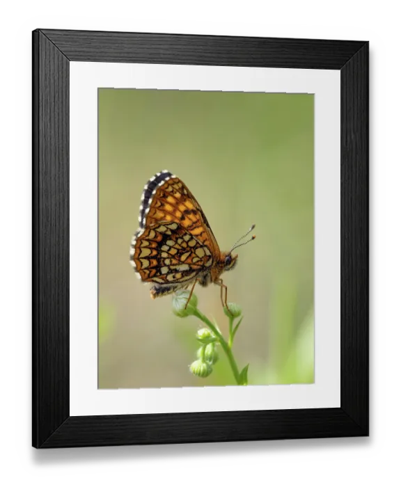 Framed Print : False heath fritillary butterfly (Melitaea diamina) male, resting on plant stem, Upper Bavaria, Germany. July Framed Print : False heath fritillary butterfly (Melitaea diamina) male, resting on plant stem, Upper Bavaria, Germany. July