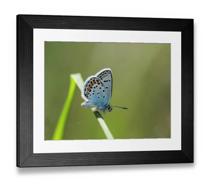 Framed Print : Silver studded blue butterfly (Plebejus argus) male, resting on grass stem, Upper Bavaria, Germany Framed Print : Silver studded blue butterfly (Plebejus argus) male, resting on grass stem, Upper Bavaria, Germany