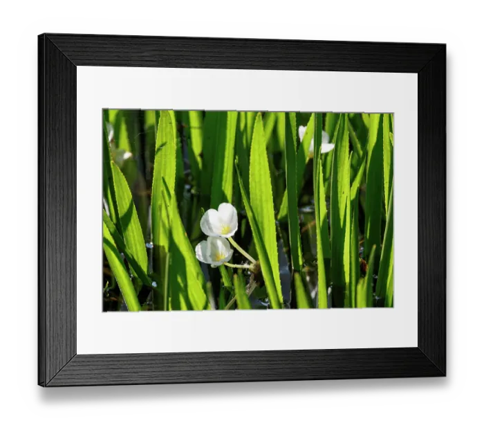 Framed Print : Water soldiers (Stratiotes aloides) in flower, Upper Bavaria, Germany. July Framed Print : Water soldiers (Stratiotes aloides) in flower, Upper Bavaria, Germany. July