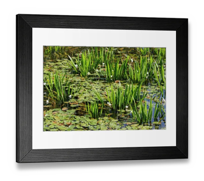 Framed Print : Water soldiers (Stratiotes aloides) in flower among Pondweed (Potamogeton natans) in a pond, Upper Bavaria, Germany. July Framed Print : Water soldiers (Stratiotes aloides) in flower among Pondweed (Potamogeton natans) in a pond, Upper Bavaria, Germany. July
