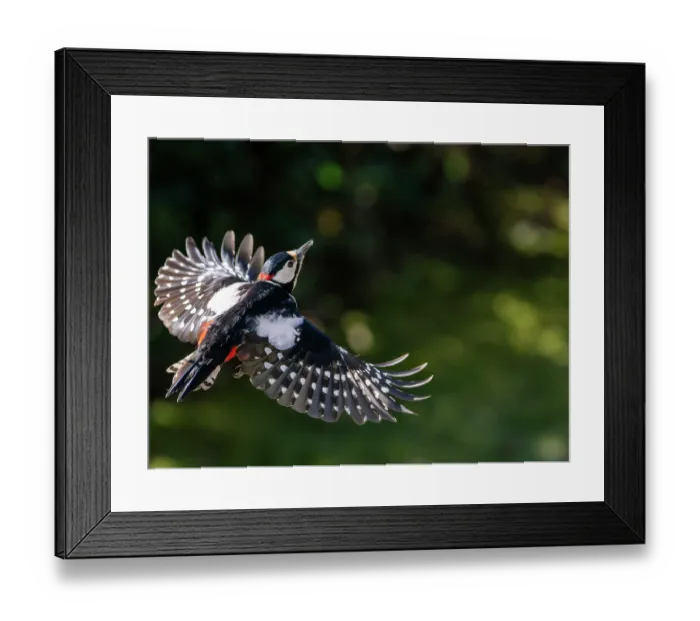 Framed Print : RF - Great spotted woodpecker (Picoides major) male in flight, Bavaria, Germany. February. (This image may be licensed either as rights managed or royalty free.) Framed Print : RF - Great spotted woodpecker (Picoides major) male in flight, Bavaria, Germany. February. (This image may be licensed either as rights managed or royalty free.)