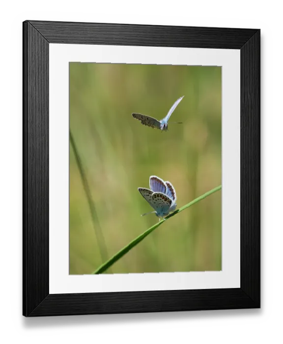 Framed Print : Two Silver studded blue butterflies (Plebejus argus) males, resting on stem and in flight, Upper Bavaria, Germany. July Framed Print : Two Silver studded blue butterflies (Plebejus argus) males, resting on stem and in flight, Upper Bavaria, Germany. July