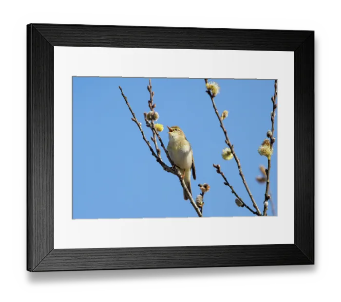 Framed Print : RF - Willow warbler (Phylloscopus trochilus) perched in Willow tree singing, Upper Bavaria, Germany. April. (This image may be licensed either as rights managed or royalty free.) Framed Print : RF - Willow warbler (Phylloscopus trochilus) perched in Willow tree singing, Upper Bavaria, Germany. April. (This image may be licensed either as rights managed or royalty free.)