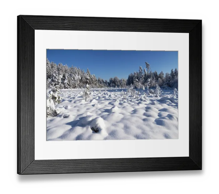 Framed Print : Winter moorland scene with snow-covered trees and blue sky, moor, Upper Bavaria, Germany. December, 2023 Framed Print : Winter moorland scene with snow-covered trees and blue sky, moor, Upper Bavaria, Germany. December, 2023