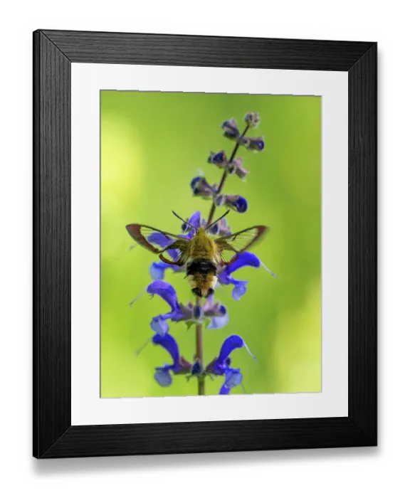 Framed Print : RF - Broad-bordered bee hawk-moth (Hemaris fuciformis) resting on a flower, Bavaria, Germany. May. (This image may be licensed either as rights managed or royalty free.) Framed Print : RF - Broad-bordered bee hawk-moth (Hemaris fuciformis) resting on a flower, Bavaria, Germany. May. (This image may be licensed either as rights managed or royalty free.)