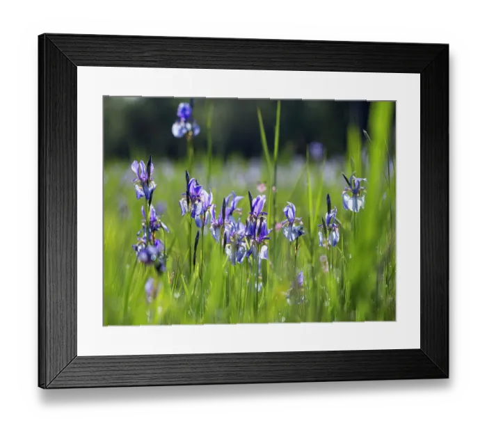 Framed Print : RF - Siberian irises (Iris sibirica) in flower, Upper Bavaria, Germany. May. (This image may be licensed either as rights managed or royalty free.) Framed Print : RF - Siberian irises (Iris sibirica) in flower, Upper Bavaria, Germany. May. (This image may be licensed either as rights managed or royalty free.)