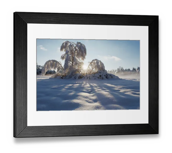 Framed Print : Birch trees (Betula pubescens) in deep snow backlit in sunlight, Penzberg, Upper Bavaria, Germany. December Framed Print : Birch trees (Betula pubescens) in deep snow backlit in sunlight, Penzberg, Upper Bavaria, Germany. December