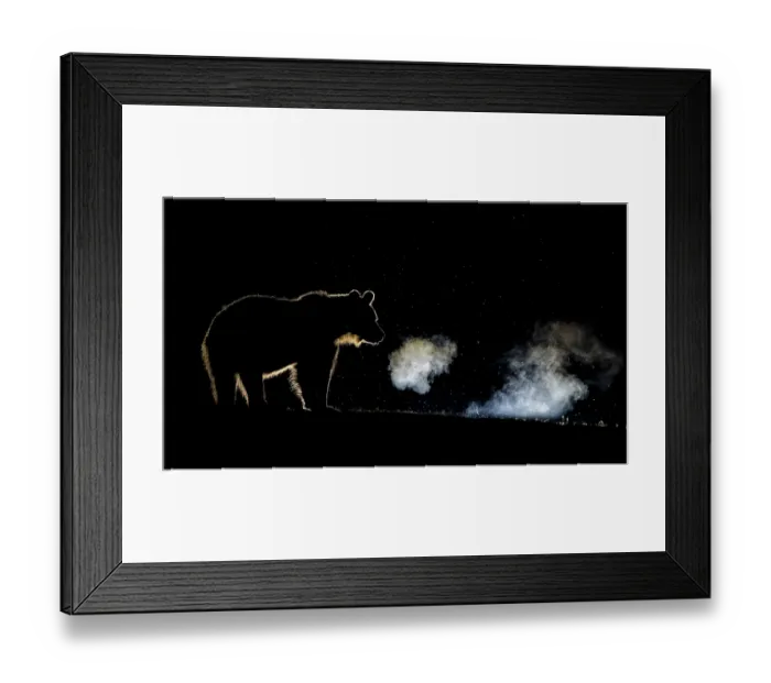 Framed Print : Brown bear (Ursus arctos) growling with breath visible in forest at night, Harghita, Romania. June Framed Print : Brown bear (Ursus arctos) growling with breath visible in forest at night, Harghita, Romania. June