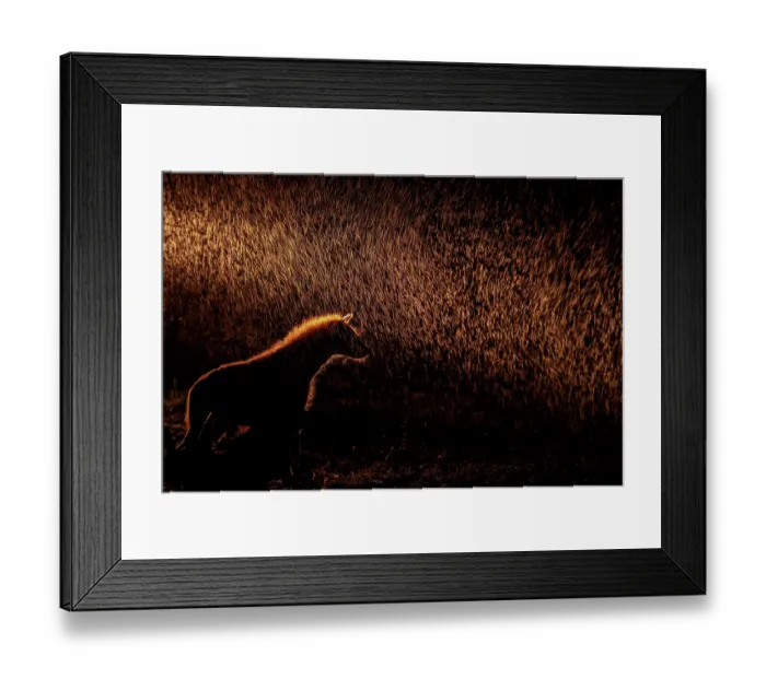 Framed Print : Hyena (Crocuta crocuta) backlit in rain at night, Londolozi Game Reserve, South Africa. Memorial Maria Luisa Photo Contest 2024 - Highly Commended in Animal Behaviour category Framed Print : Hyena (Crocuta crocuta) backlit in rain at night, Londolozi Game Reserve, South Africa. Memorial Maria Luisa Photo Contest 2024 - Highly Commended in Animal Behaviour category