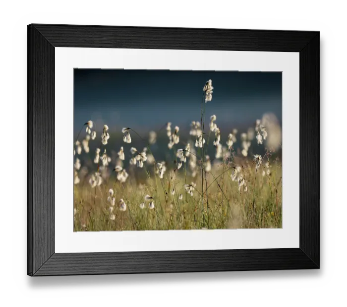 Framed Print : RF - Cotton grass (Eriophorum angustifolium) and Quaking grass (Briza media) in sunlight, Upper Bavaria, Germany. June Framed Print : RF - Cotton grass (Eriophorum angustifolium) and Quaking grass (Briza media) in sunlight, Upper Bavaria, Germany. June