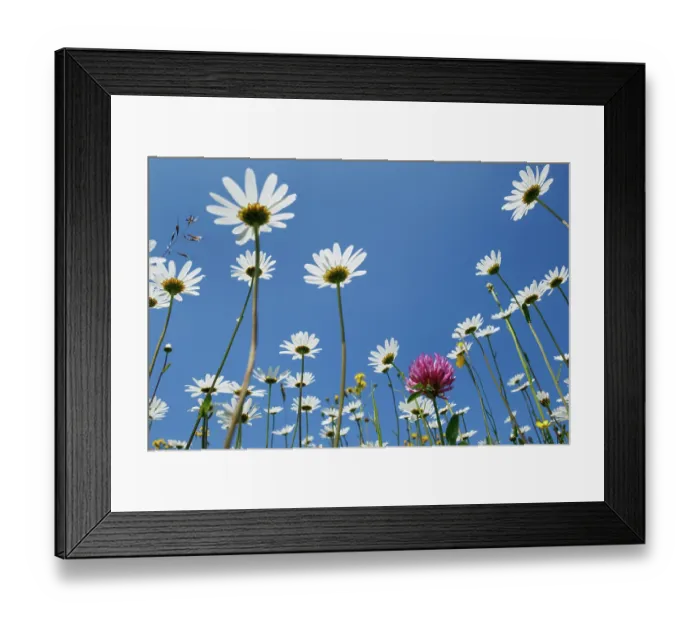 Framed Print : RF - Flowering meadow with Marguerites (Leucanthemum vulgare) and Red clover (Trifolium pratense) against blue sky, Upper Bavaria, Germany. May Framed Print : RF - Flowering meadow with Marguerites (Leucanthemum vulgare) and Red clover (Trifolium pratense) against blue sky, Upper Bavaria, Germany. May