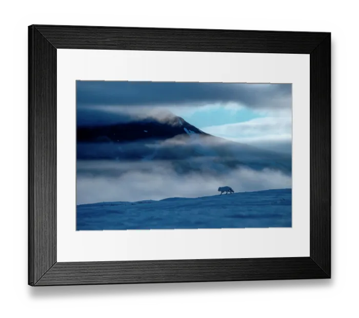 Framed Print : Arctic fox (Alopex lagopus) running in snowy landscape with mountains behind, Wrangel Island, Far East Russia. May