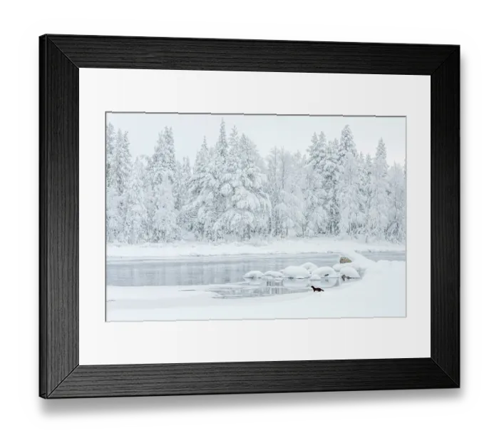 Framed Print : American mink (Mustela vison) standing at edge of lake in snowy landscape with snow-covered forest behind, Finland Framed Print : American mink (Mustela vison) standing at edge of lake in snowy landscape with snow-covered forest behind, Finland