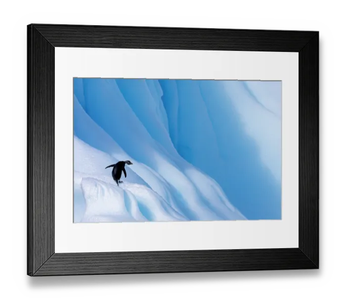 Framed Print : Adelie penguin (Pygoscelis adeliae) standing on a large iceberg, Antarctica Framed Print : Adelie penguin (Pygoscelis adeliae) standing on a large iceberg, Antarctica