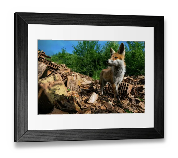 Framed Print : Red fox (Vulpes vulpes) standing on pile of bricks at an abandoned brick factory, Lucerne, Switzerland. August. Camera trap image Framed Print : Red fox (Vulpes vulpes) standing on pile of bricks at an abandoned brick factory, Lucerne, Switzerland. August. Camera trap image