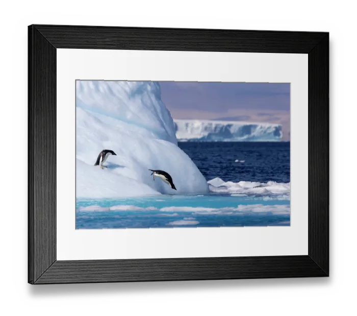 Framed Print : Two Adelie penguins (Pygoscelis adeliae) diving off a large iceberg into the ocean, Antarctica Framed Print : Two Adelie penguins (Pygoscelis adeliae) diving off a large iceberg into the ocean, Antarctica
