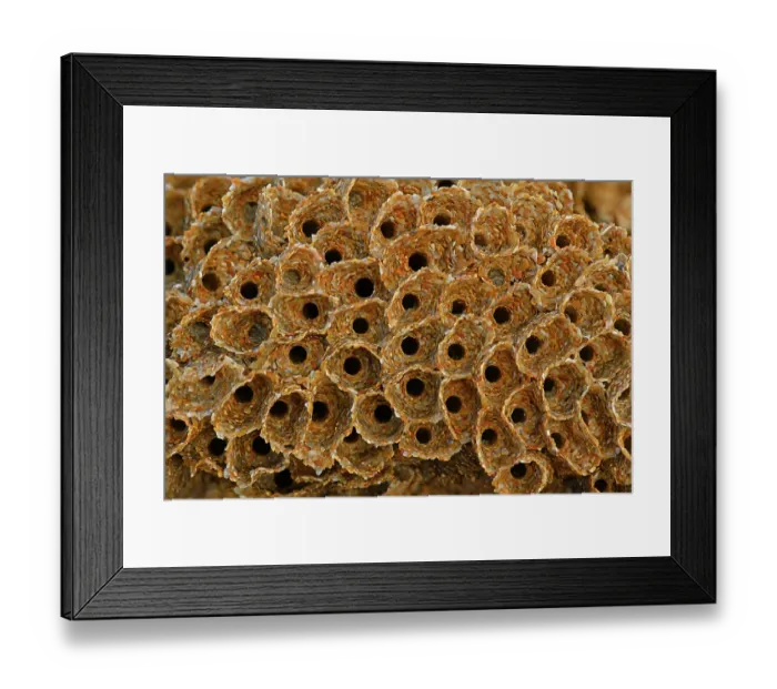 Framed Print : Honeycomb worm (Sabellaria alveolata) close-up of tube entrances, North Cornwall, UK. February. Focus stacked Framed Print : Honeycomb worm (Sabellaria alveolata) close-up of tube entrances, North Cornwall, UK. February. Focus stacked