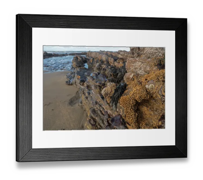 Framed Print : Honeycomb worm (Sabellaria alveolata) tubes on rocks along the coast, North Cornwall, UK. February Framed Print : Honeycomb worm (Sabellaria alveolata) tubes on rocks along the coast, North Cornwall, UK. February