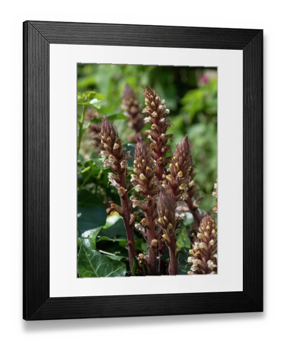 Framed Print : Ivy broomrape (Orobanche hederae) parasitic on Ivy, Cornwall, UK. June Framed Print : Ivy broomrape (Orobanche hederae) parasitic on Ivy, Cornwall, UK. June