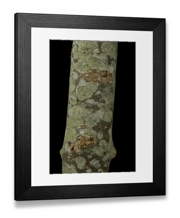 Framed Print : Lichens on Ash branch, including Fuscidea lightfootii, under visible light, Surrey, UK. April Framed Print : Lichens on Ash branch, including Fuscidea lightfootii, under visible light, Surrey, UK. April