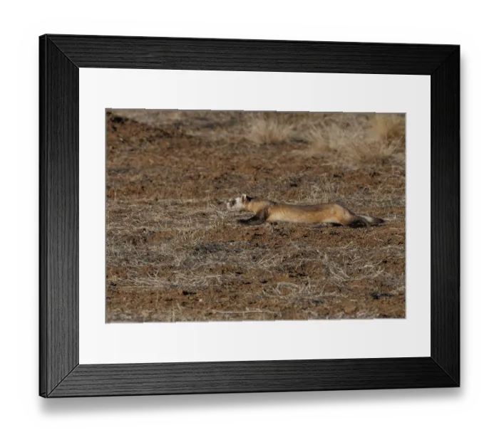 Framed Print : Black-footed ferret (Mustela nigripes) hunting Prairie dog prey, Rocky Mountain Arsenal National Refuge, Commerce City, Colorado, USA. December. Endangered Framed Print : Black-footed ferret (Mustela nigripes) hunting Prairie dog prey, Rocky Mountain Arsenal National Refuge, Commerce City, Colorado, USA. December. Endangered