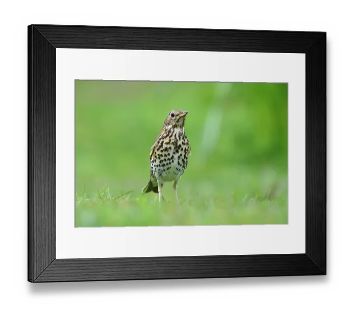 Framed Print : Song thrush (Turdus philomelos) standing on grass, portrait, Dorset, England, UK. April Framed Print : Song thrush (Turdus philomelos) standing on grass, portrait, Dorset, England, UK. April