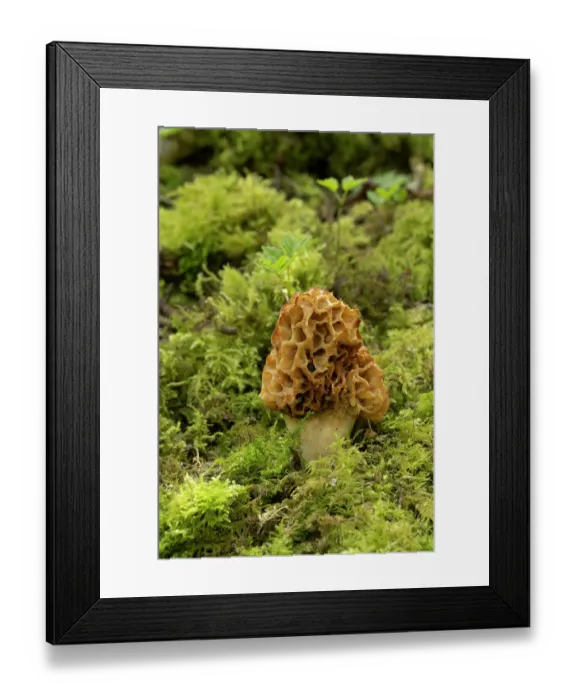 Framed Print : Common morel (Morchella esculenta) growing in woodland, Surrey, UK. April Framed Print : Common morel (Morchella esculenta) growing in woodland, Surrey, UK. April