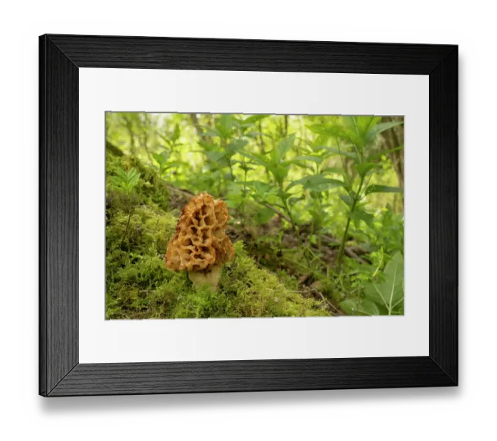 Framed Print : Common morel (Morchella esculenta) growing in woodland, Surrey, UK. April Framed Print : Common morel (Morchella esculenta) growing in woodland, Surrey, UK. April